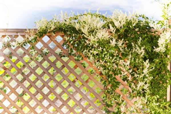 Lattice Repair in Willoughby