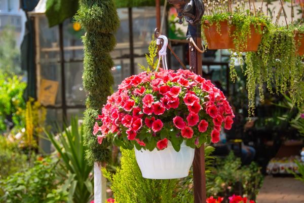 Cost of Hanging Planter Installation in Willoughby