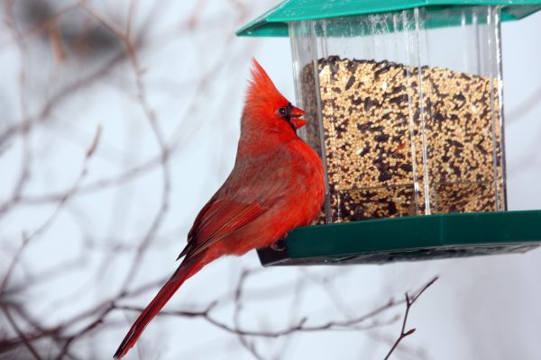 Bird Feeder Hanging in Willoughby