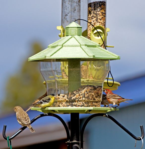Bird Feeder Installation in Willoughby